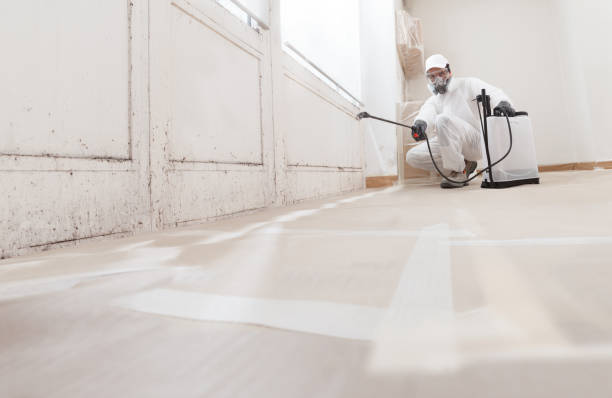 24/7 Emergency Black Mold Remediation experts in Wallingford, PA