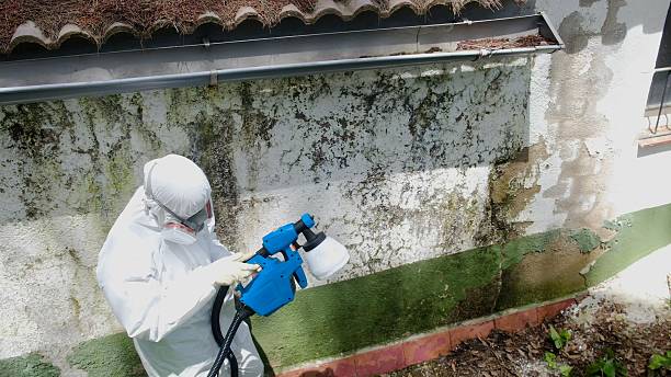 Top rated local Black Mold Remediation specialists in Wallingford, PA